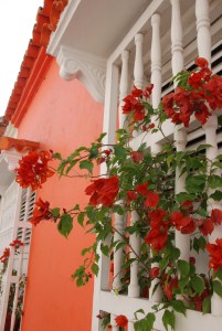 Bougainvillea historic Cartagena