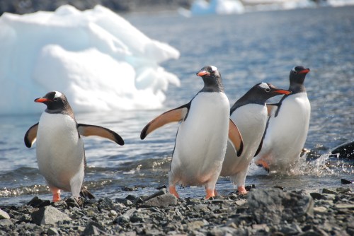 Gentoo penguins
