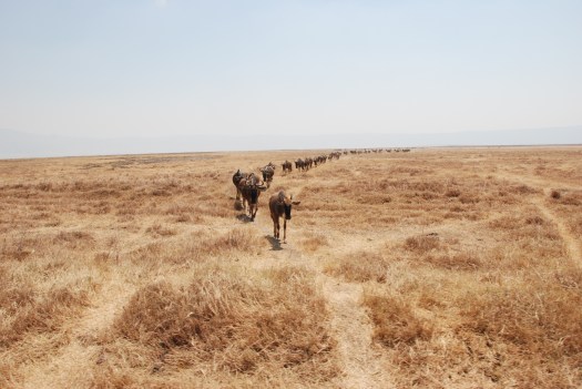 Wildebeest in Ngorongoro Conservation Area, Tanzania.