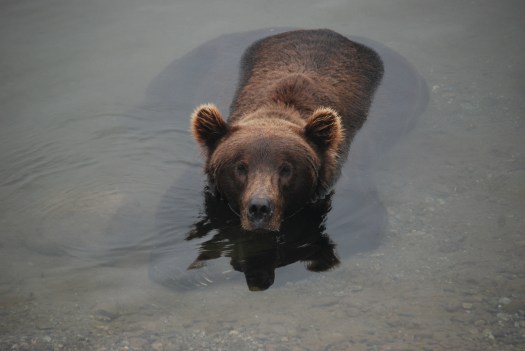 A brown bear sits in the in the Brooks River, Katmai National Park, Alaska. Check out it's bulk under the water! 