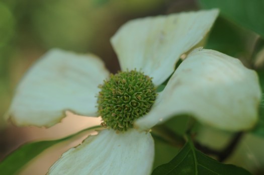 Pacific dogwood, Yosemite National Park, California, USA